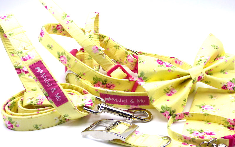 Lemon dog clearance collar